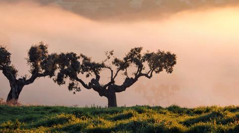 Foto 3 de Finca rústica en venda a Plaza Mayor, Horcajo Medianero, Salamanca