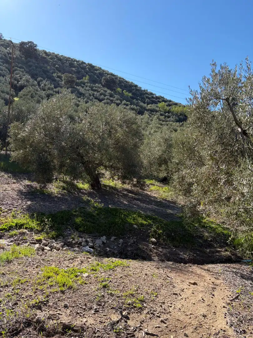 Terreny rústic en venda a Priego de Córdoba, imagen 5