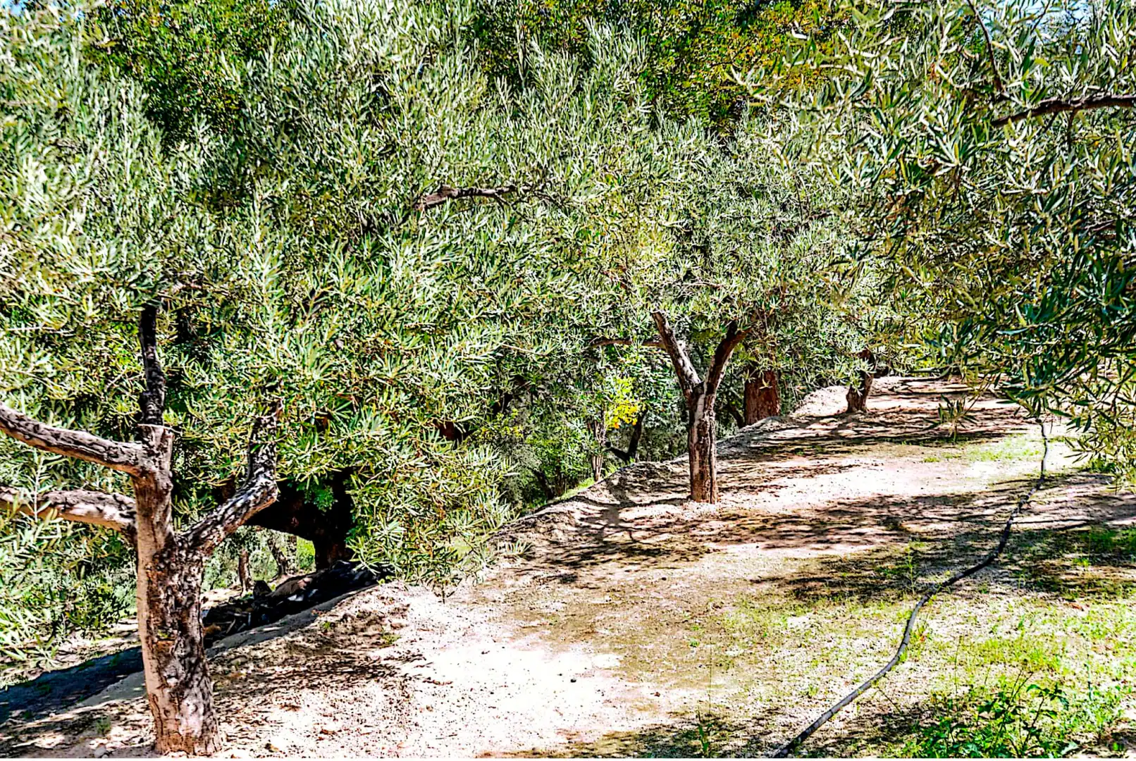 Terrain rustique à vendre à El Pinar, imagen 15