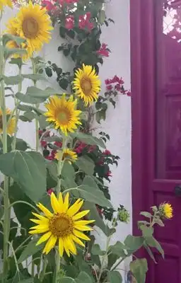 Jardín de Finca rústica en venta en Pegalajar con Terraza, Trastero y Amueblado
