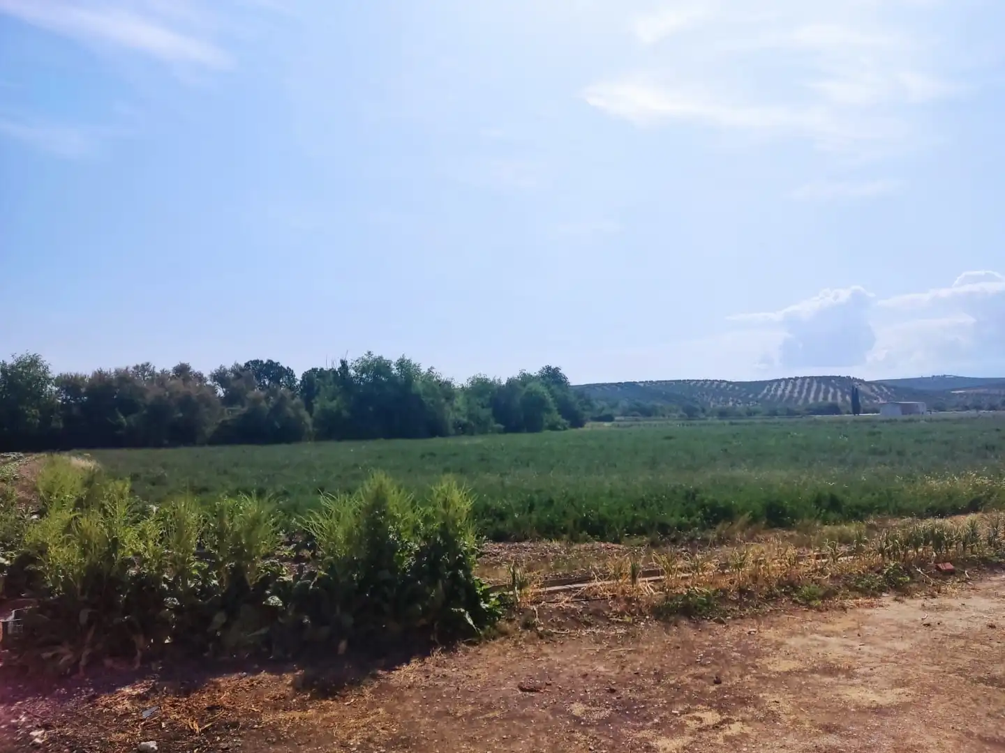 Finca rústica en venta en Jaén