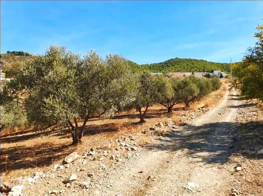 Rural land for sale in Carratraca