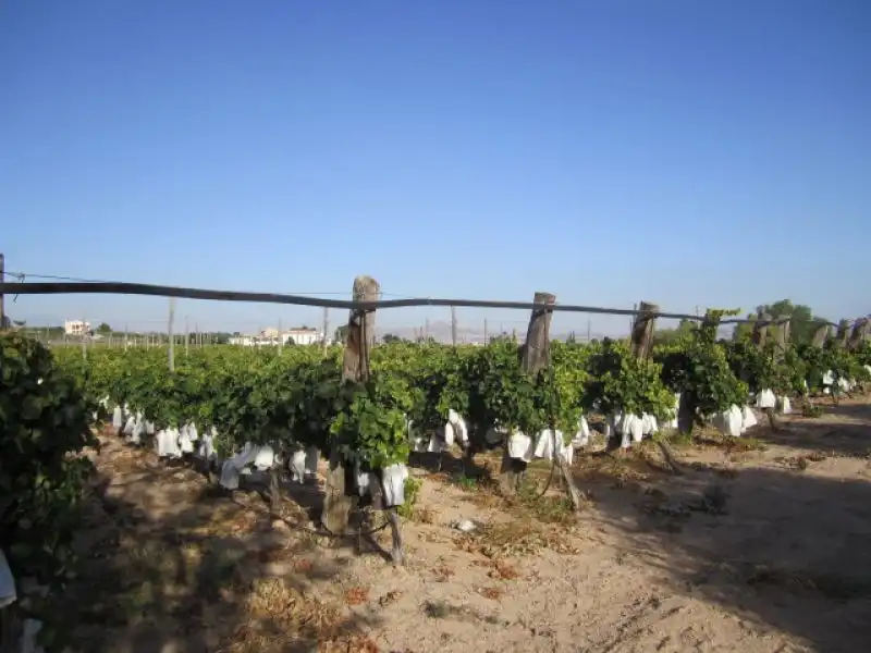 Rural land for sale in Novelda, imagen 6