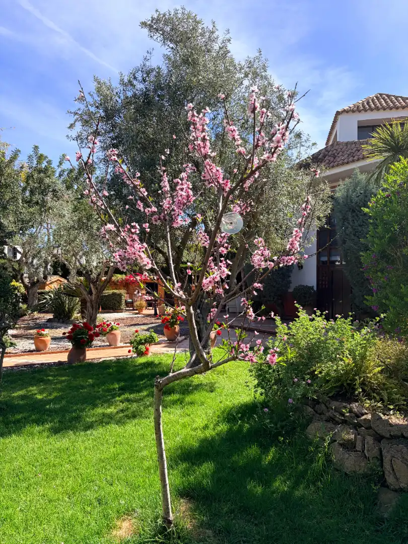 Chalet con piscina en venta en El Puig, imagen 25
