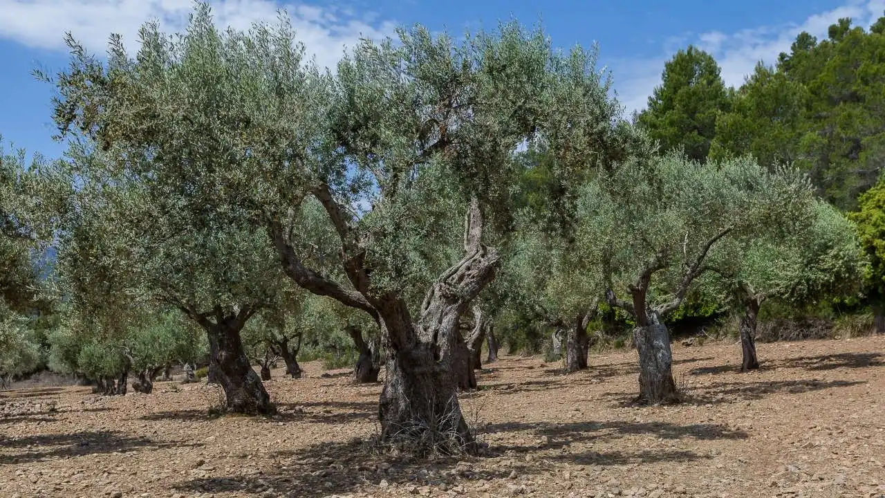 Jardín de Finca rústica en venta en Escorca con Jardín privado, Terraza y Trastero