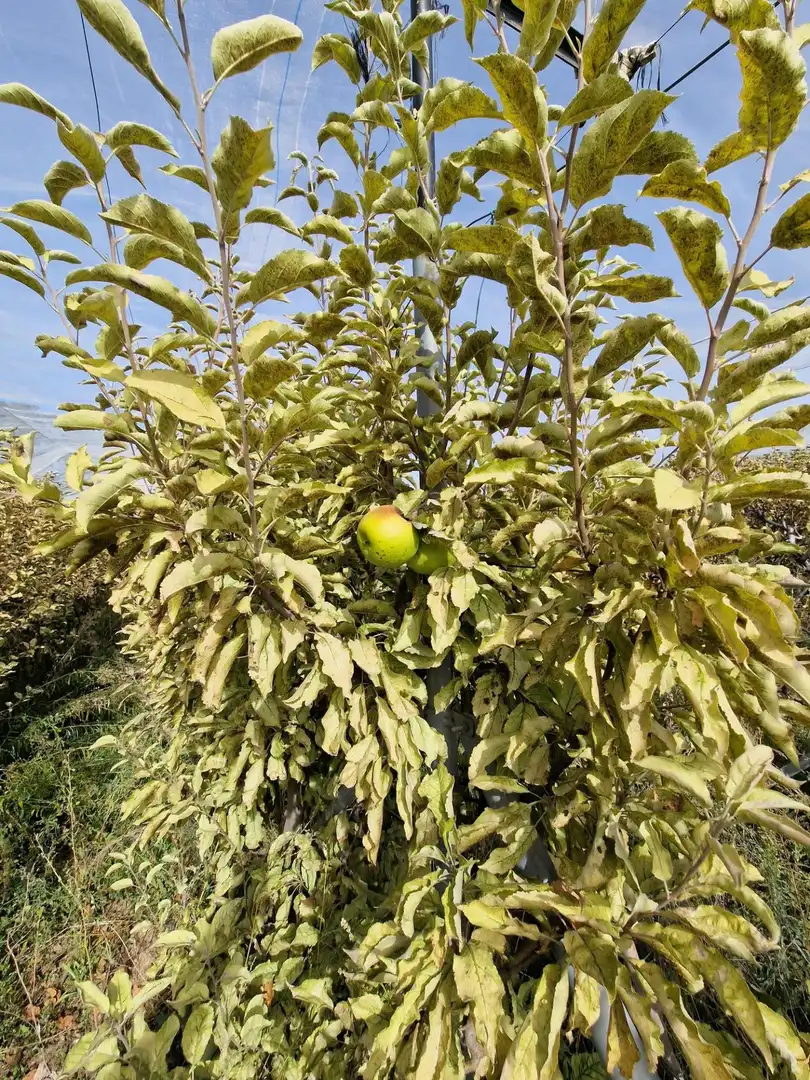 Maison rustique avec jardin à vendre à Cogollos de la Vega, imagen 23