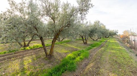 Foto 5 de Finca rústica en venda a Villa de Otura, Granada