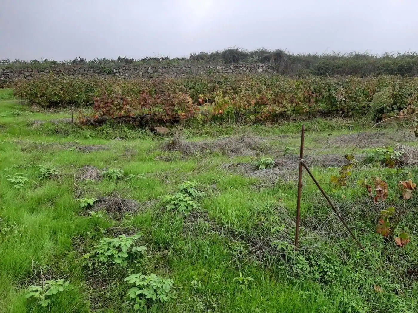 Terreny rústic en venda a CRUZ DE LEANDRO, imagen 19