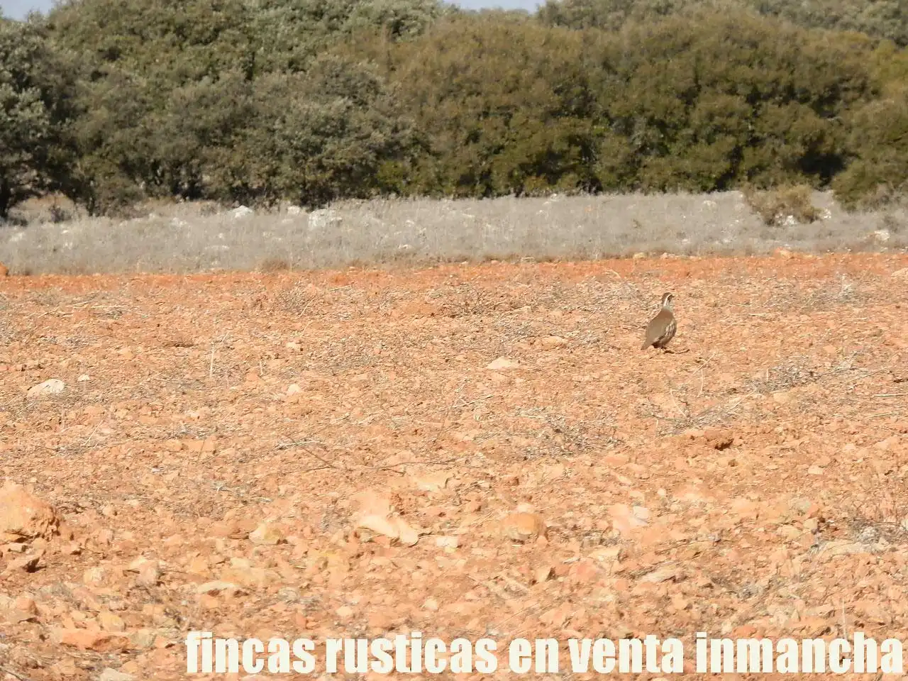 Terreno rustico in vendita a Ruidera, imagen 5