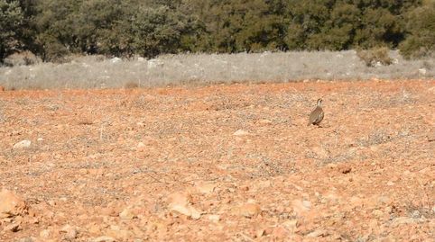 finca en venta 281 has. caza menor en Ruidera (C.Real), immagine 5