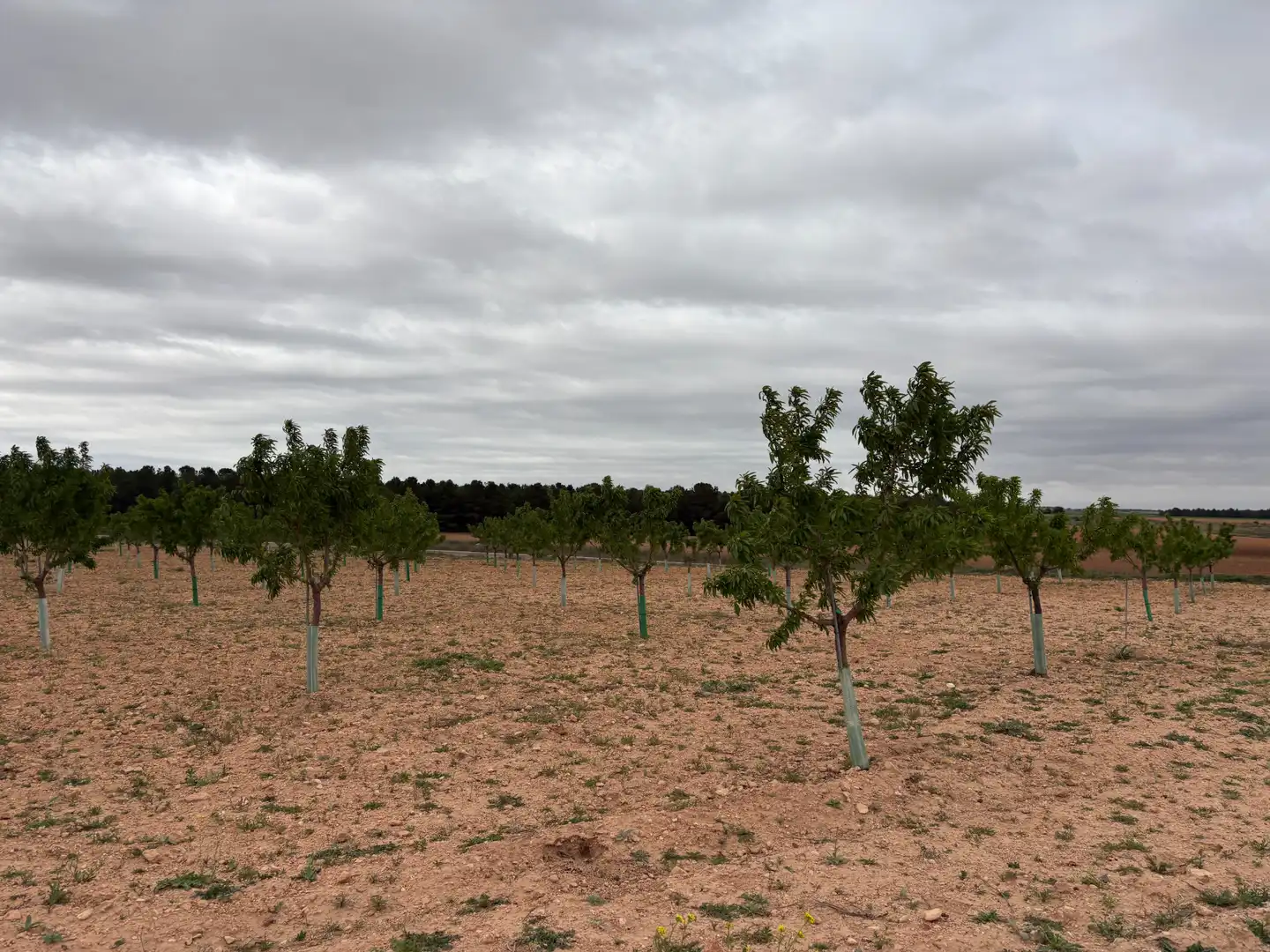 Rural land for sale in El Bonillo, imagen 6