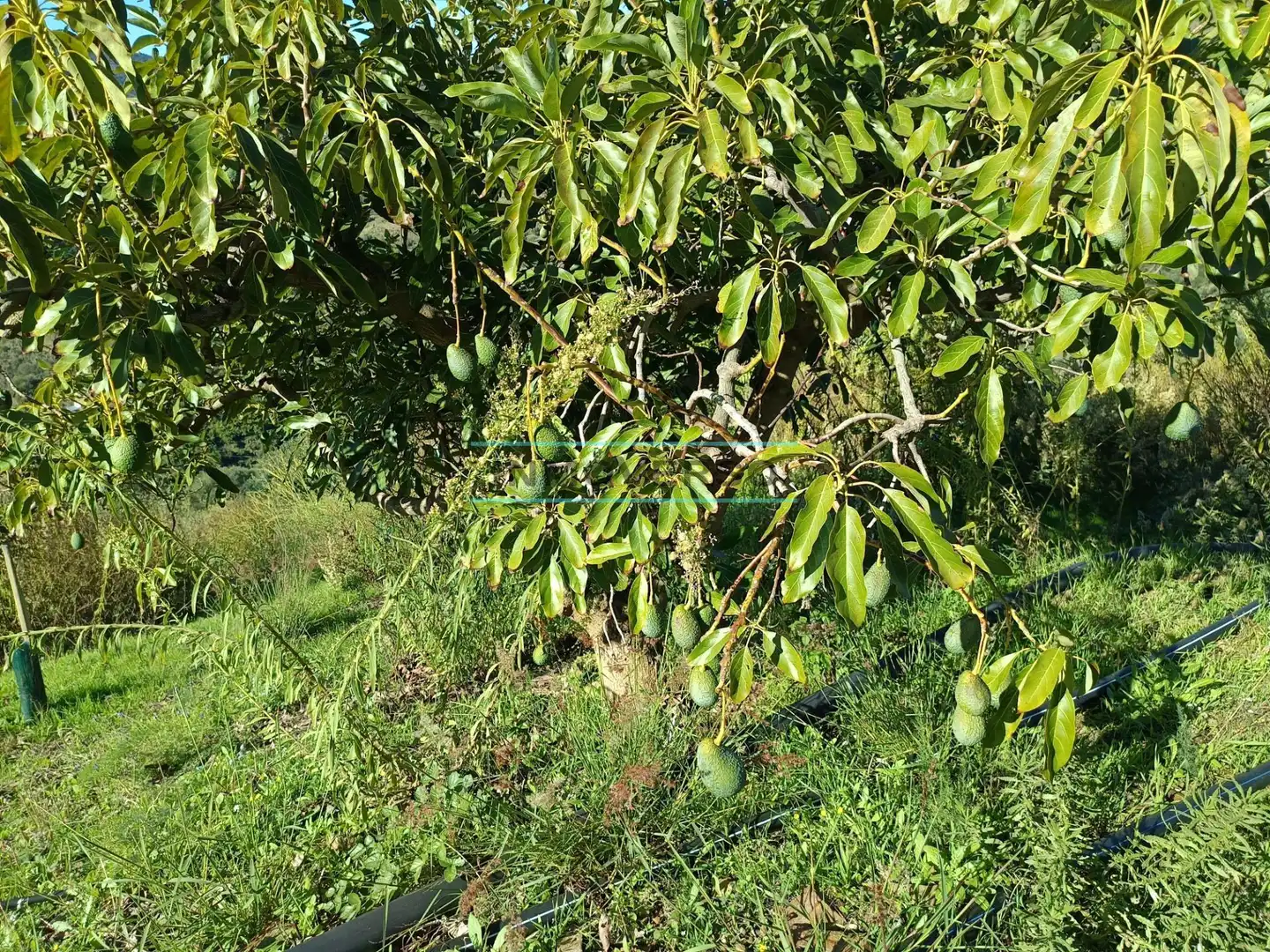 Terreny rústic en venda a Sayalonga, imagen 5