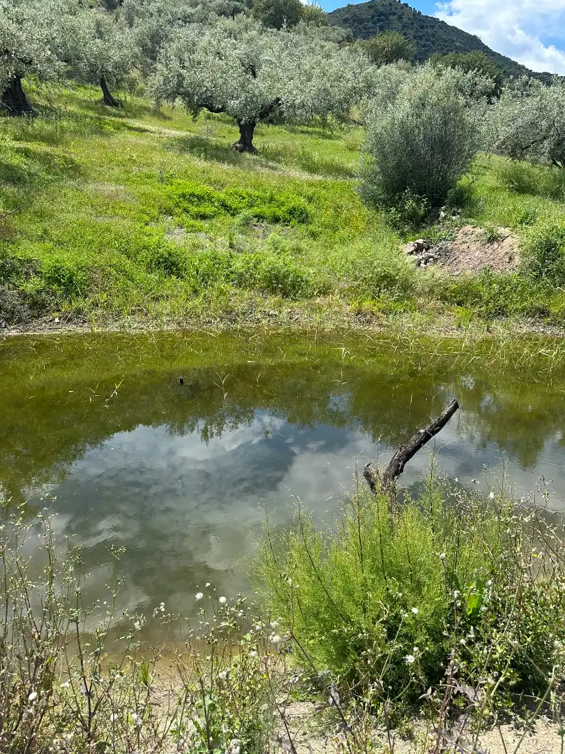 Terreni e lotti in vendita a Periana, imagen 22