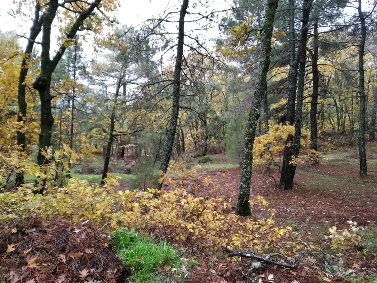 Pis en venda en Piedralaves amb Jardí privat