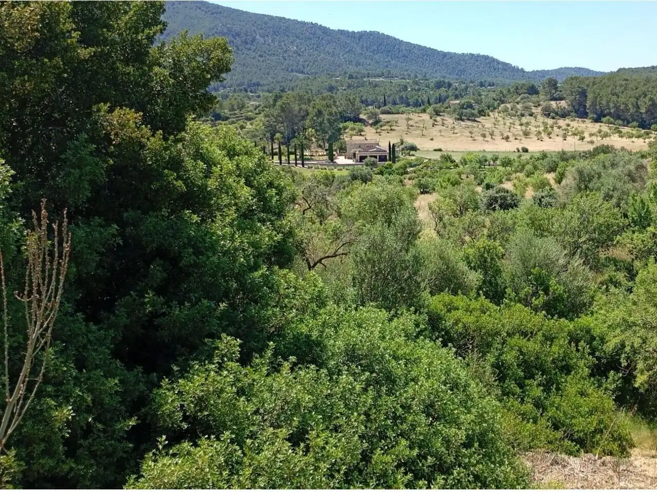 Terreno residencial en venta en Calvià pueblo, imagen 3