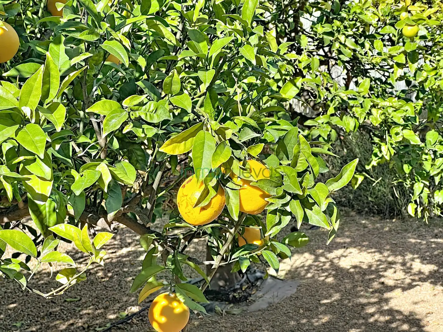 Jardí de Finca rústica en venda en Cuevas del Almanzora amb Aire condicionat, Jardí privat i Terrassa
