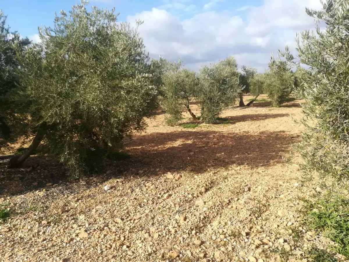Terreno rustico in vendita a Valdepeñas, imagen 6