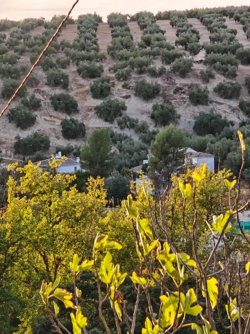 Vista exterior de Finca rústica en venta en Iznájar