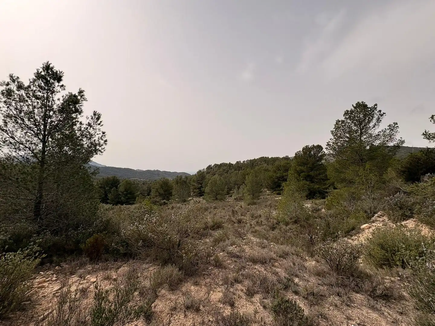 Terreno rustico in vendita a Petrer, imagen 17