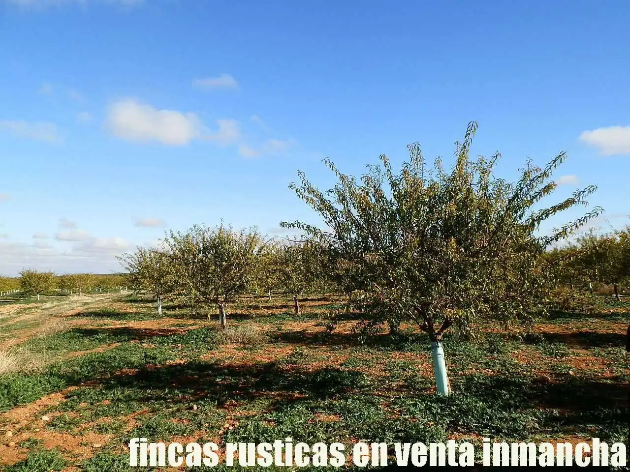 Terreno rústico en venta en Tomelloso, imagen 8
