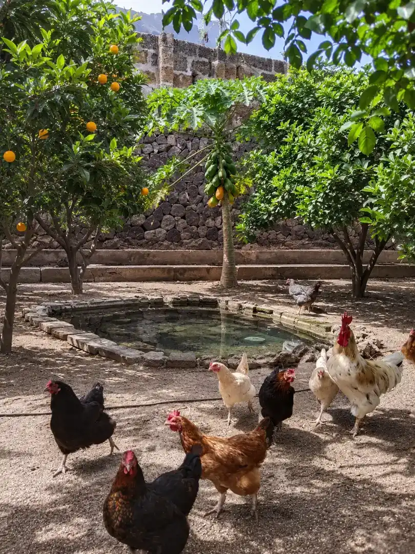 Jardí de Finca rústica en venda en Garachico amb Jardí privat, Traster i Piscina