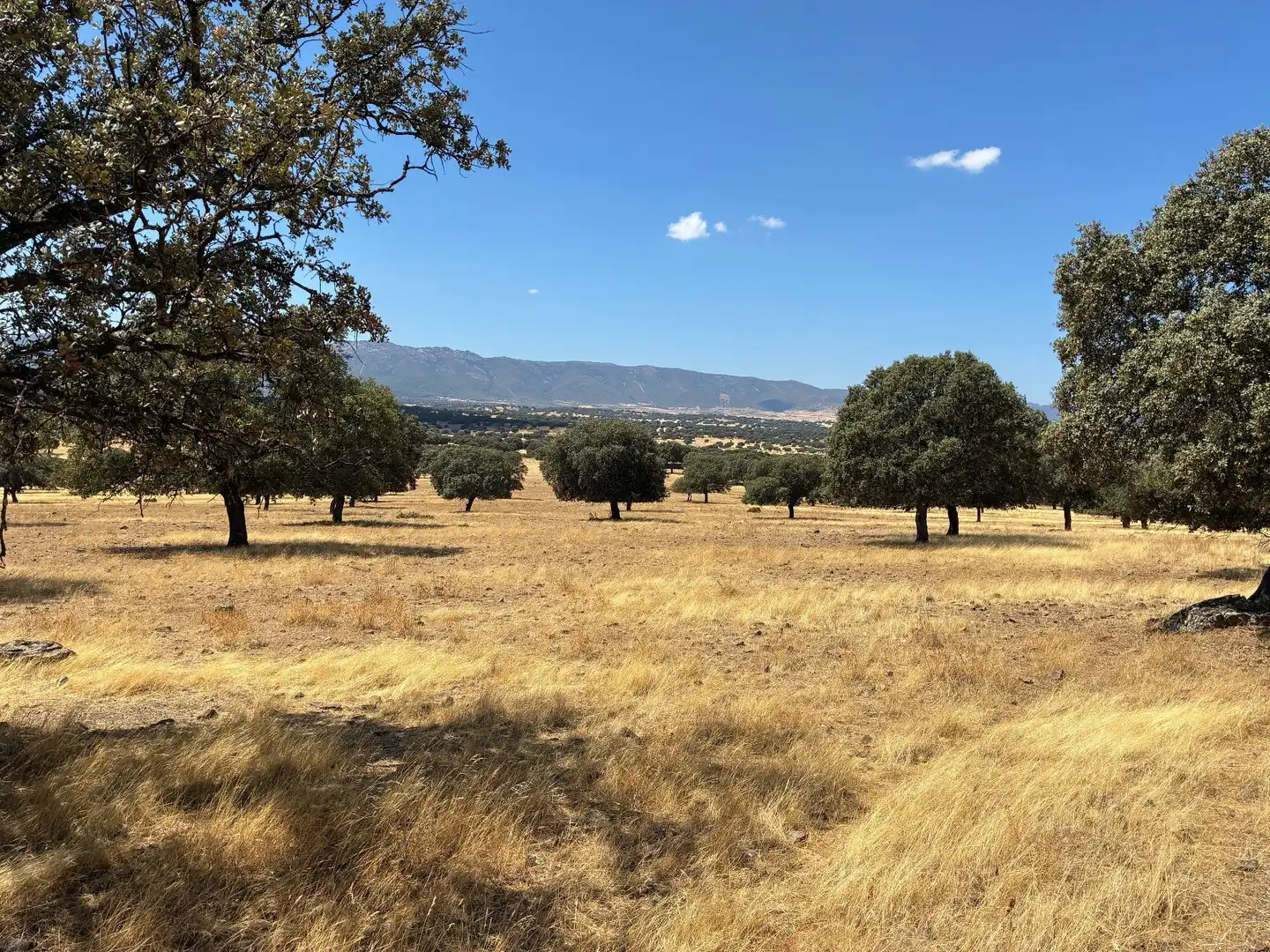 Rural land for sale in Mohedas de la Jara