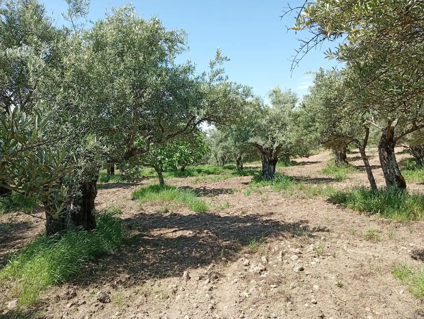 Terreni e lotti in vendita a Villanueva de la Vera, imagen 49