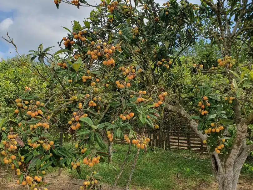Jardí de Casa o xalet de lloguer en Sa Pobla amb Calefacció, Jardí privat i Terrassa