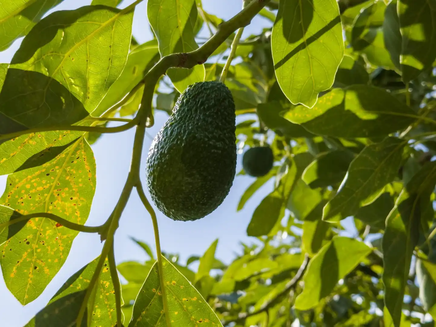 Jardí de Finca rústica en venda en Los Guájares amb Terrassa i Traster