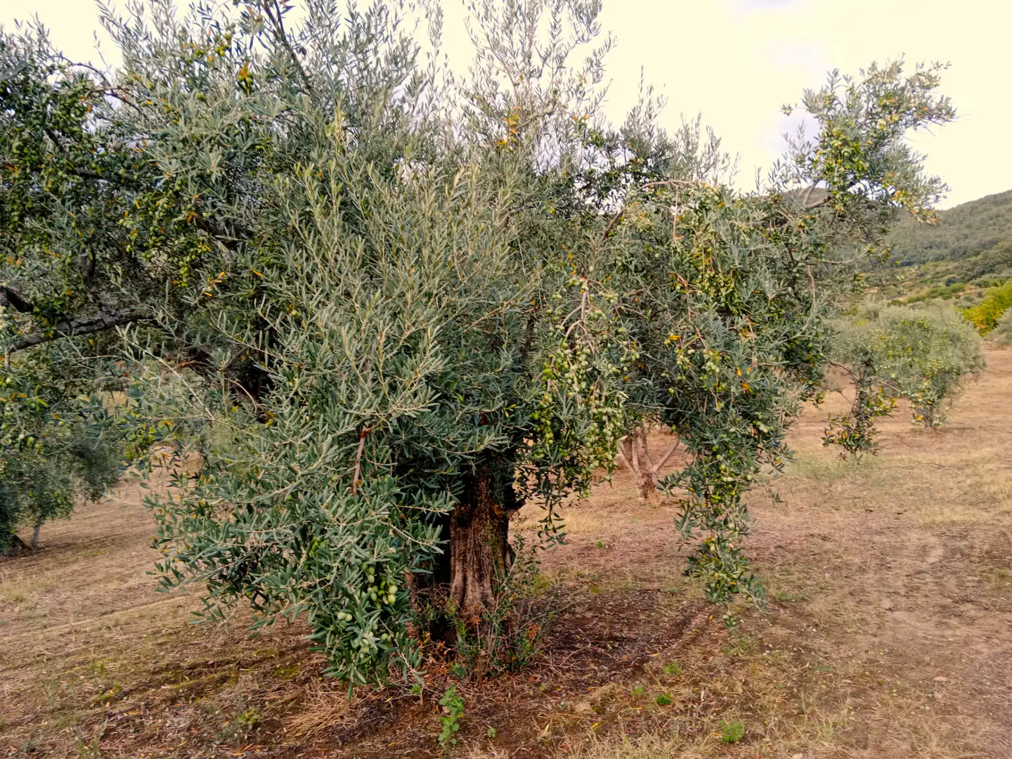 Terreni e lotti in vendita a Barrado, imagen 20