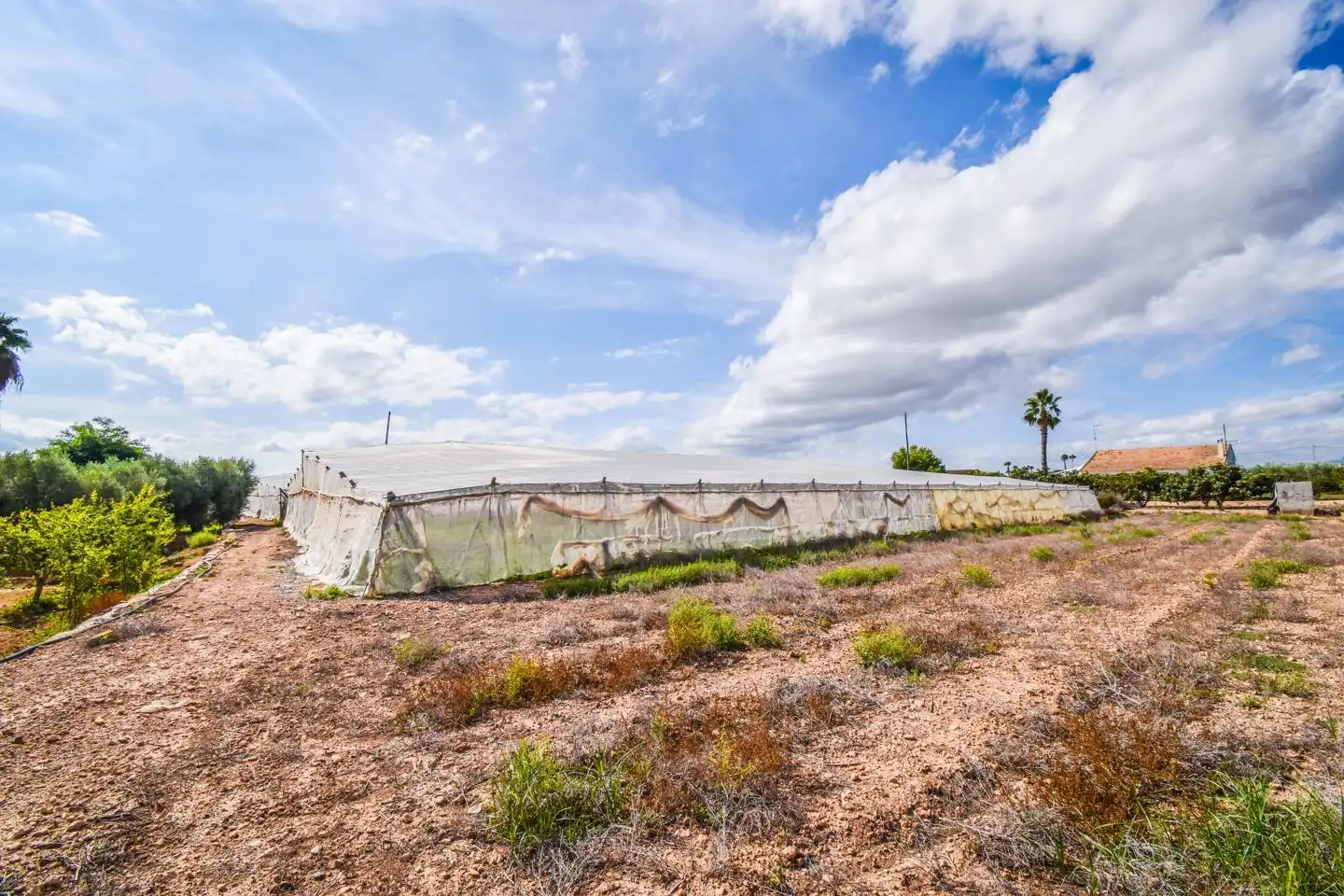 Terrain rustique à vendre à Elx - Santa Pola, imagen 4