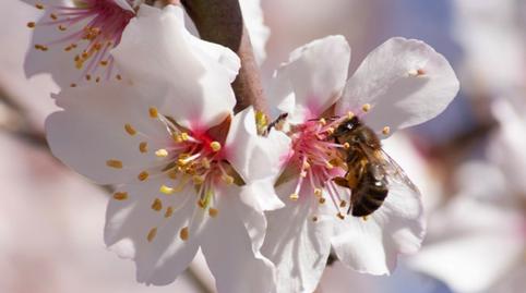 Foto 2 de Residencial en venda a Manacor Centre, Manacor