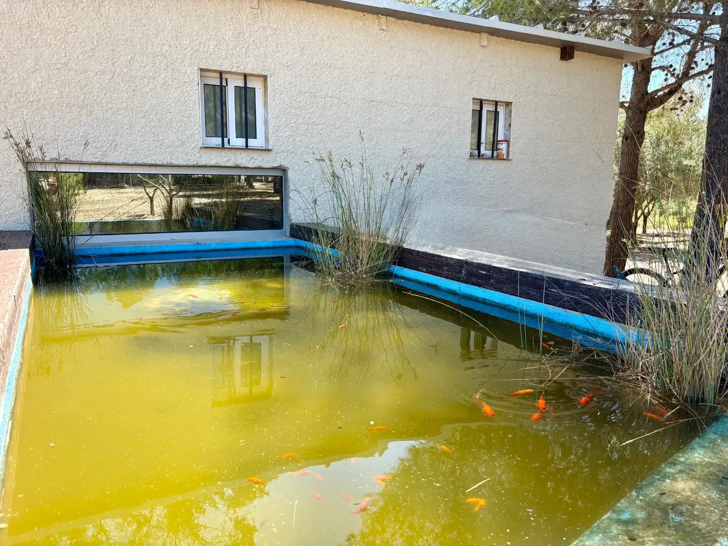 Piscina de Casa o xalet en venda en Cheste amb Aire condicionat, Calefacció i Jardí privat
