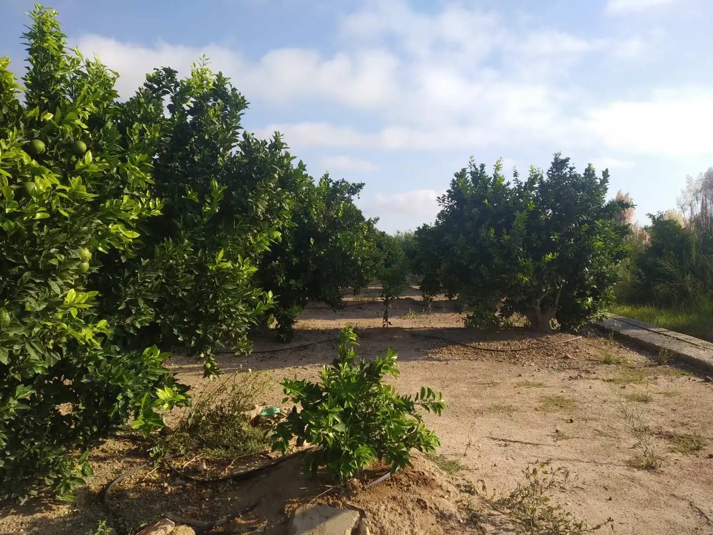 Lands and plots for sale in Favara, imagen 5