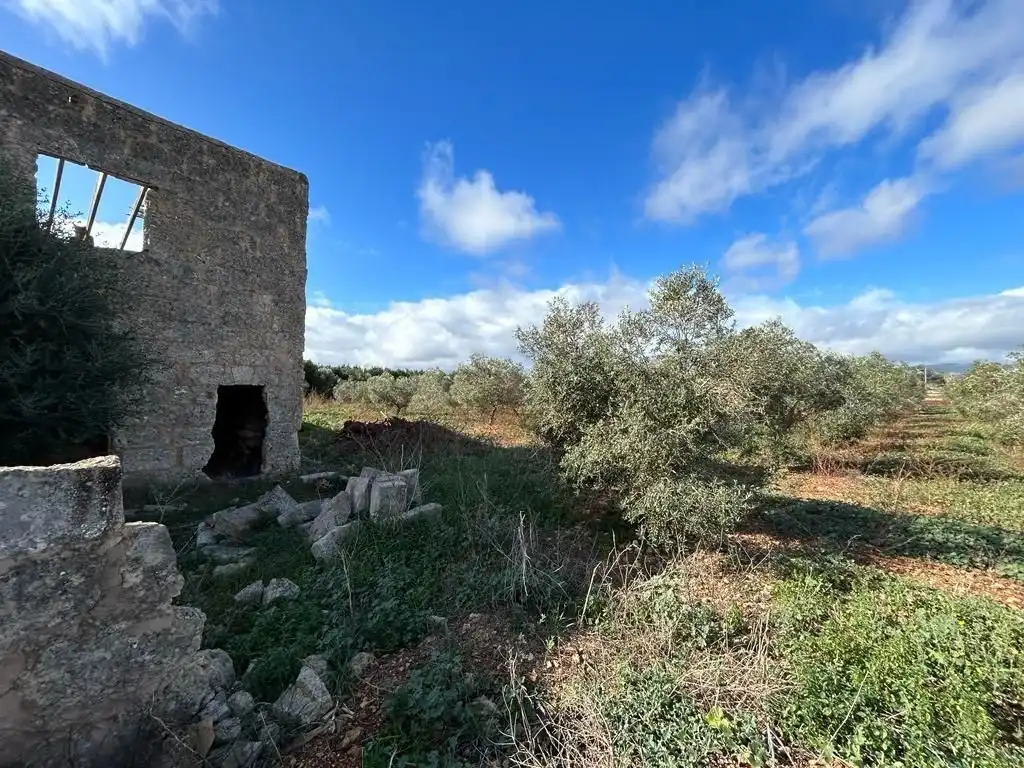 Rural land for sale in Sa Pobla, imagen 3