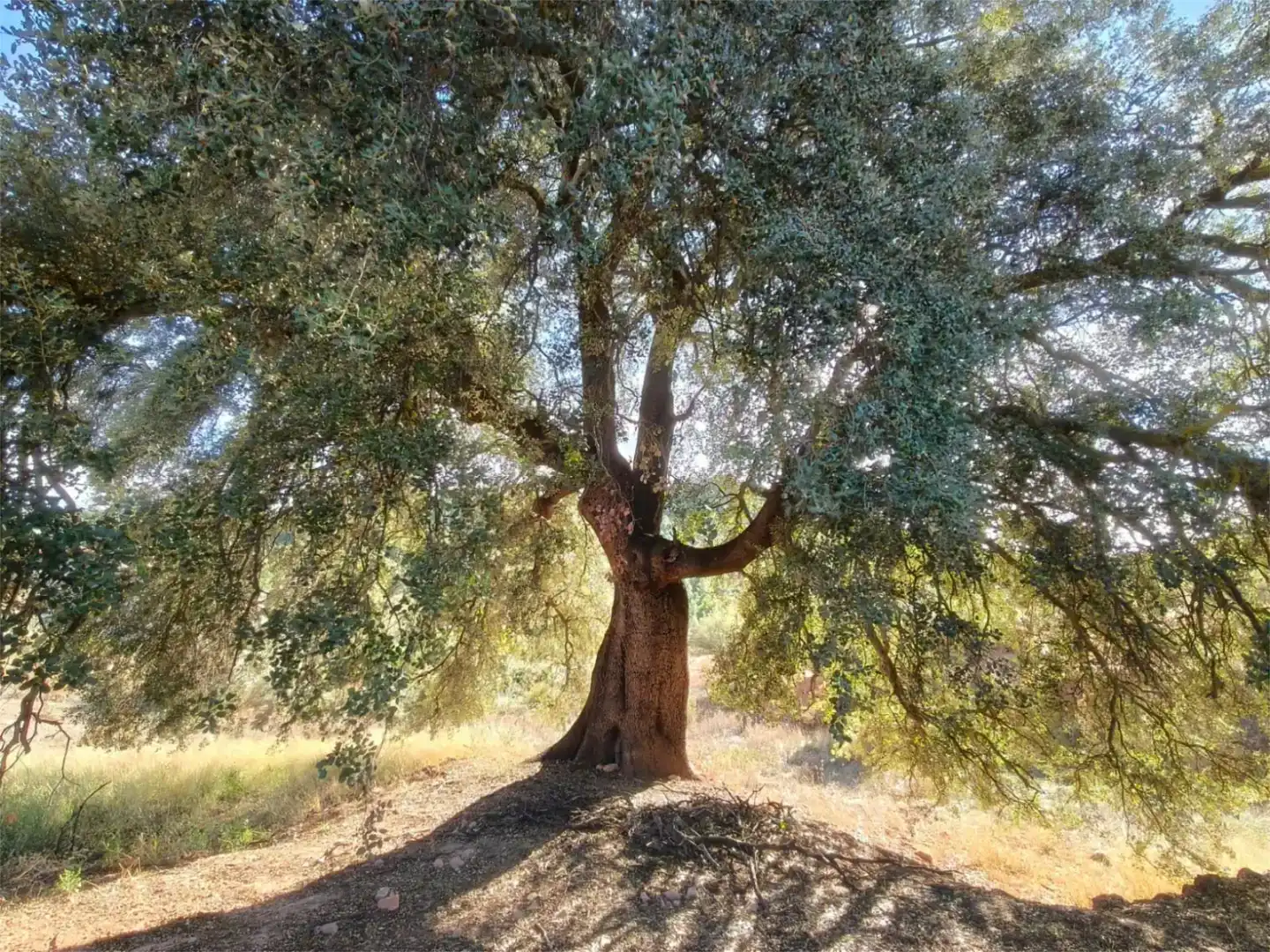 Jardín de Finca rústica en venta en Bogarra con Jardín privado
