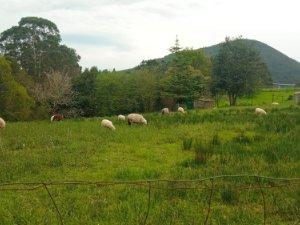 Land for sale in N/A, Carreño