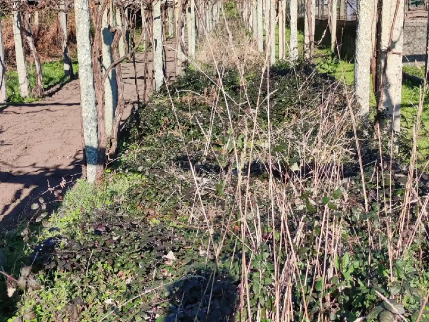 Finca rústica en venda en Padrón amb Jardí privat