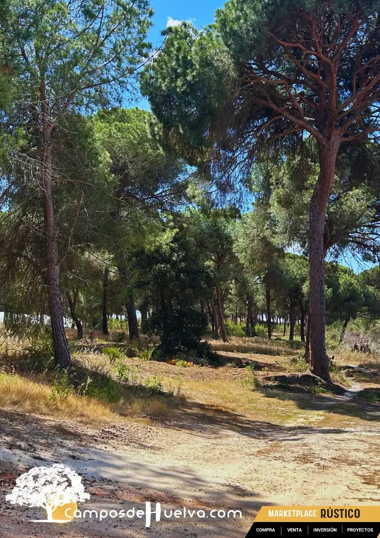 Terreni e lotti in vendita a A-486, imagen 10