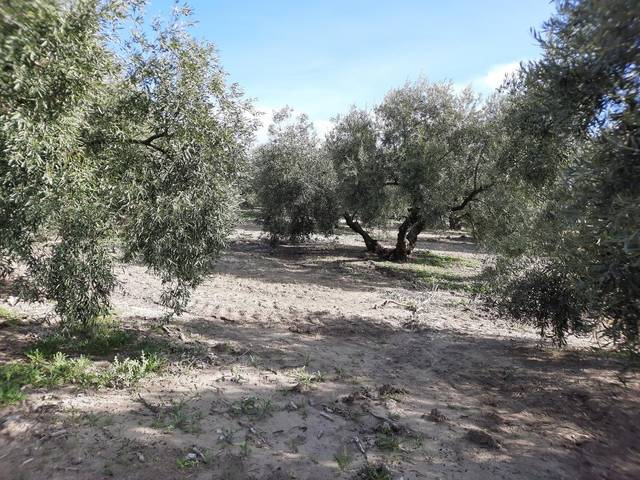 Terreno en Venta en Poleares
