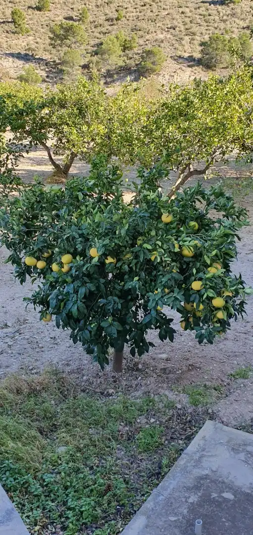 Jardín de Finca rústica en venta en Aigües con Jardín privado