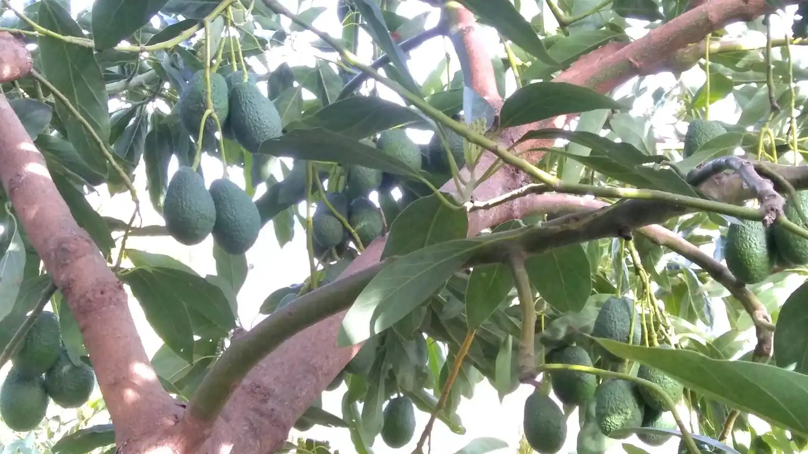Jardí de Casa o xalet en venda en Guaro amb Aire condicionat, Jardí privat i Moblat