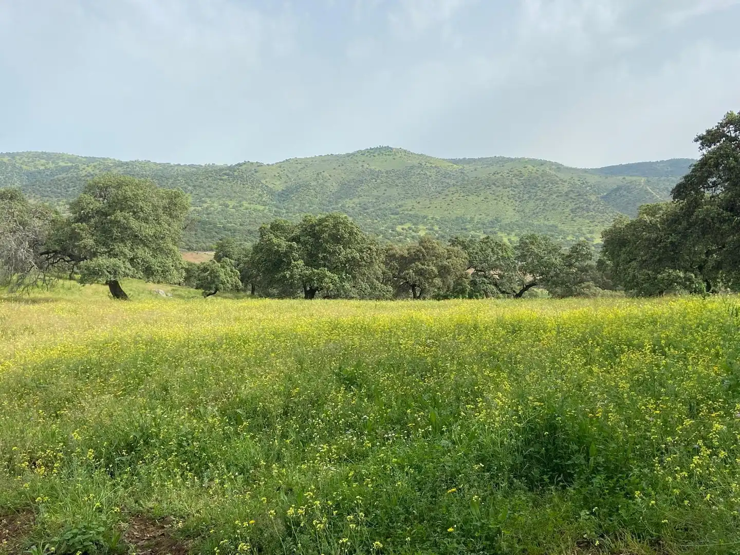 Terreni e lotti in vendita a Cazalla de la Sierra, imagen 4