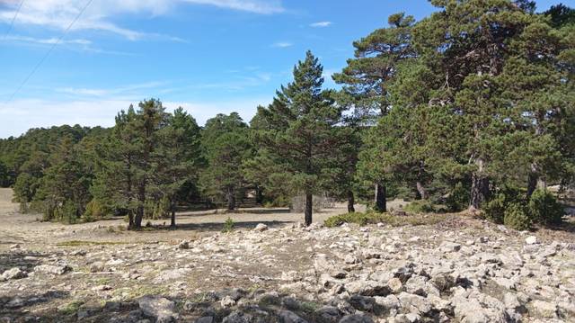 Terreno residencial en Venta en Nogueruelas -  en Nogueruelas