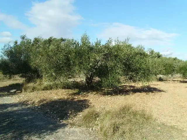 Land for sale in Vila-rodona