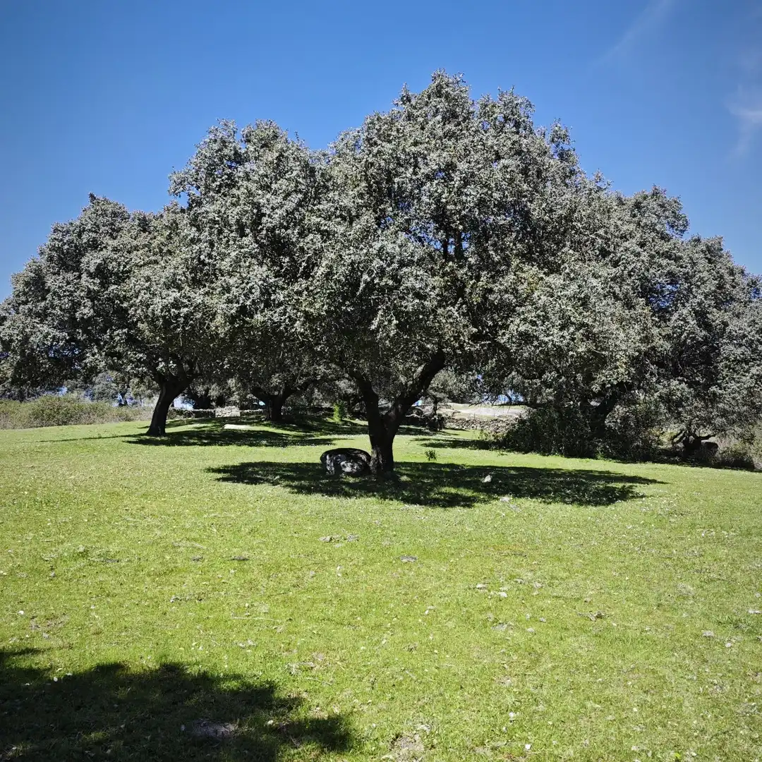 Jardín de Terreno en venta en Navamorcuende