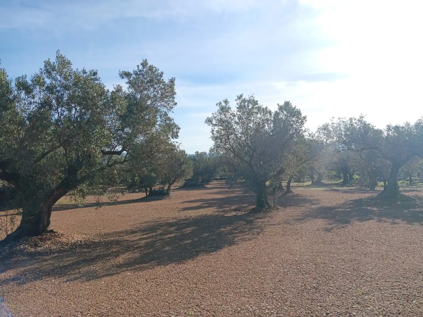 Lands and plots for sale in Roquetes, imagen 4