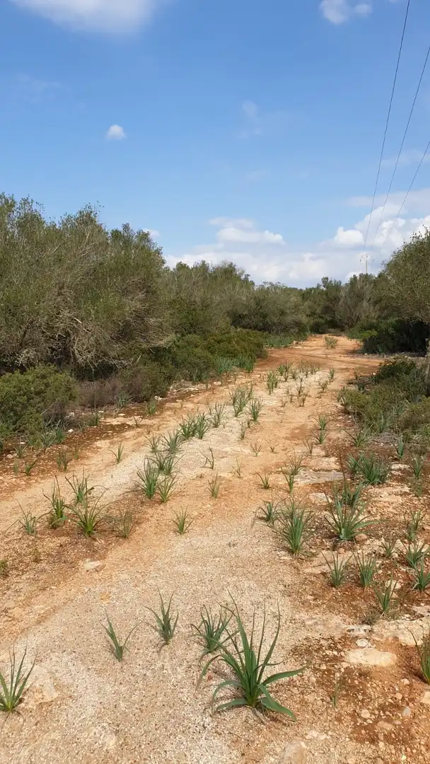 Wohnbaugrundstück zum Verkauf in Cala Pi - Vallgornera, imagen 5