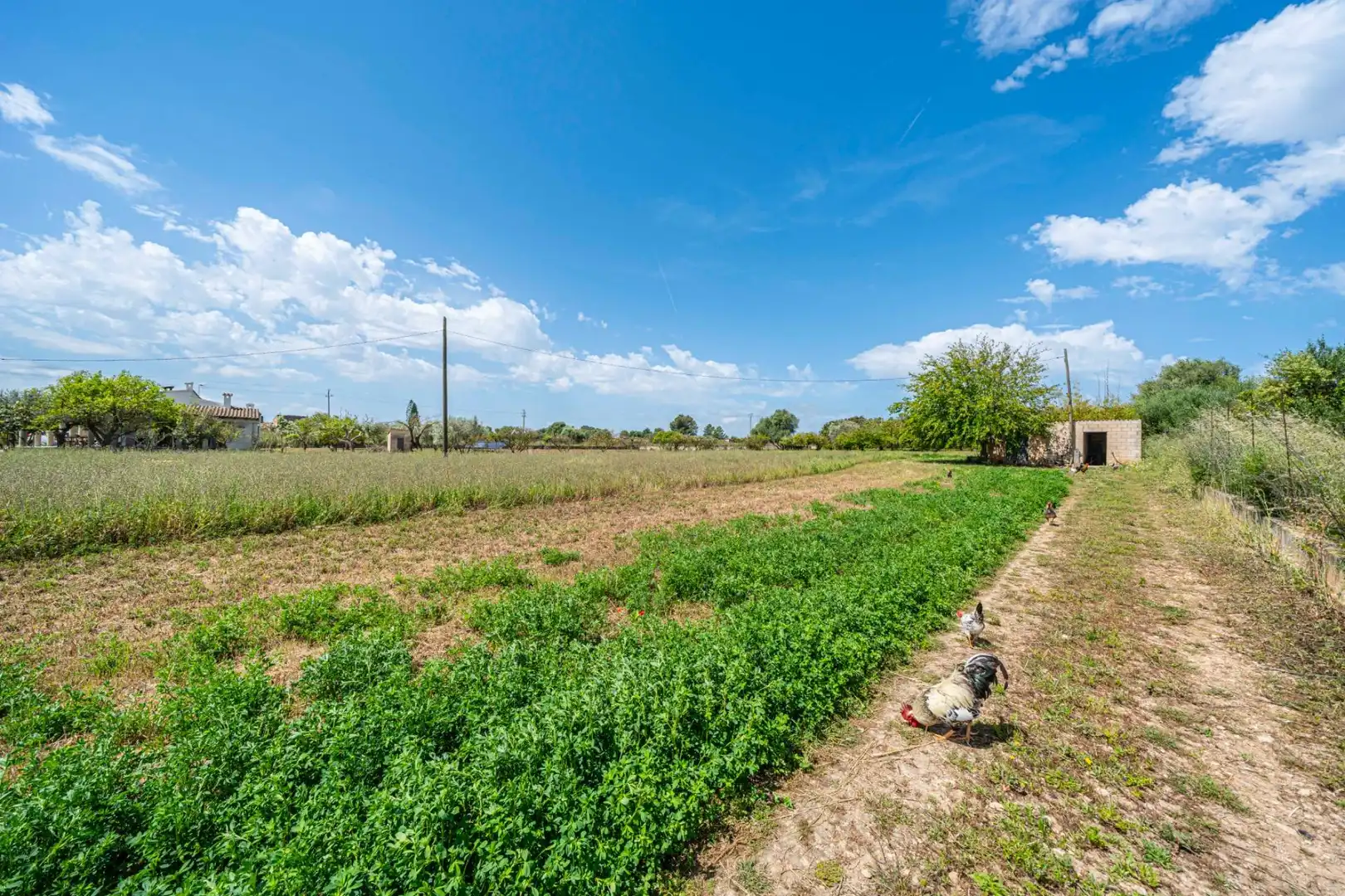 Rural land for sale in Santa Margalida Poble, imagen 12