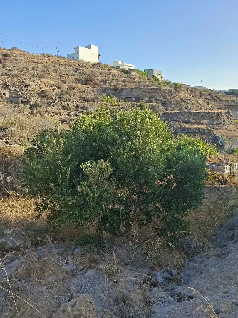 Terreno rustico in vendita a Arico, imagen 3